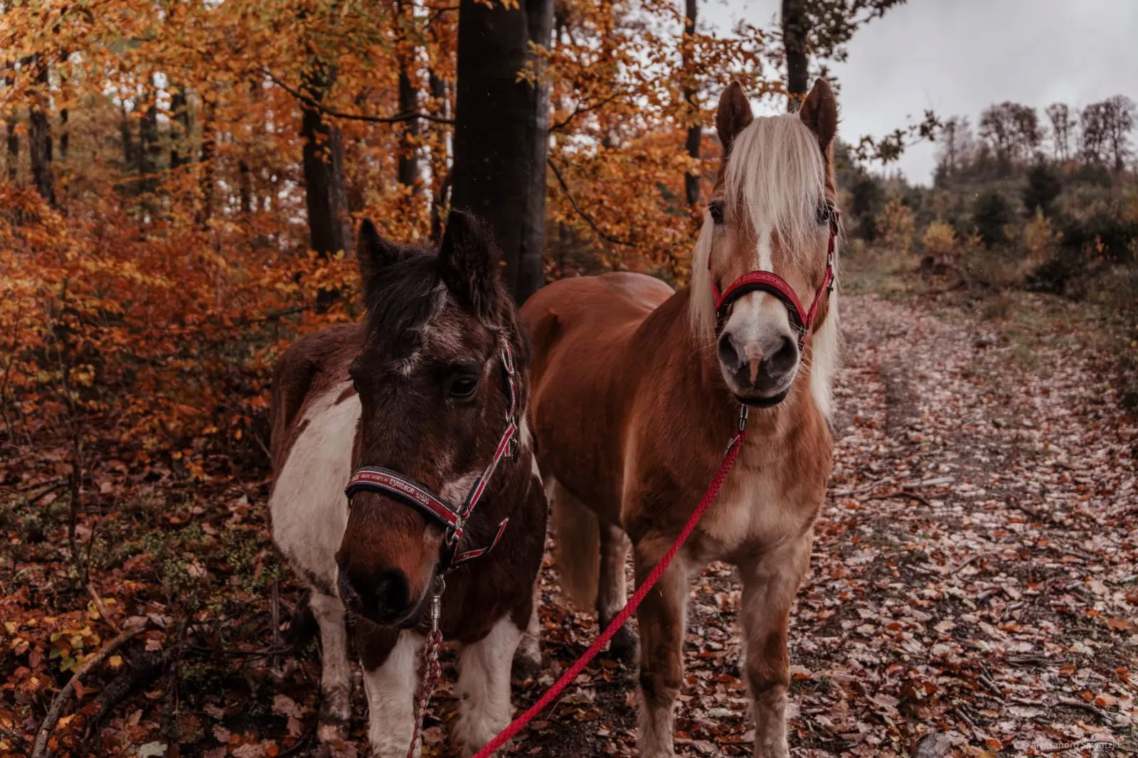 Platzhalterbild für die Reittherapie